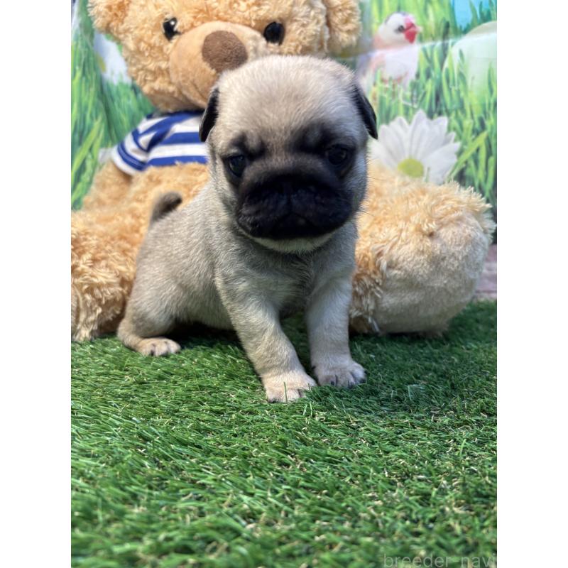 販売中の神奈川県のパグ-453959の3枚目