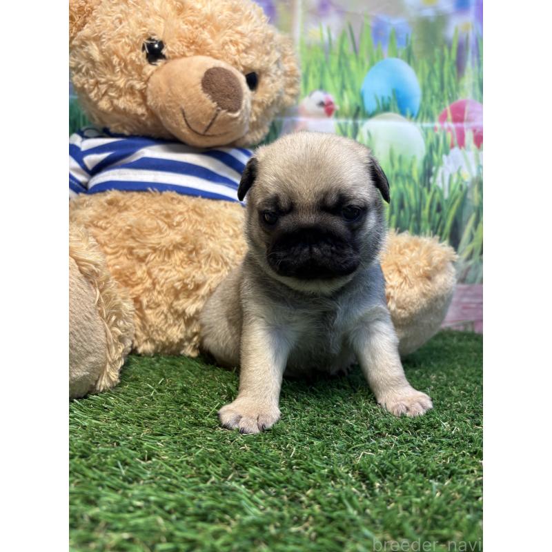 販売中の神奈川県のパグ-453959の2枚目