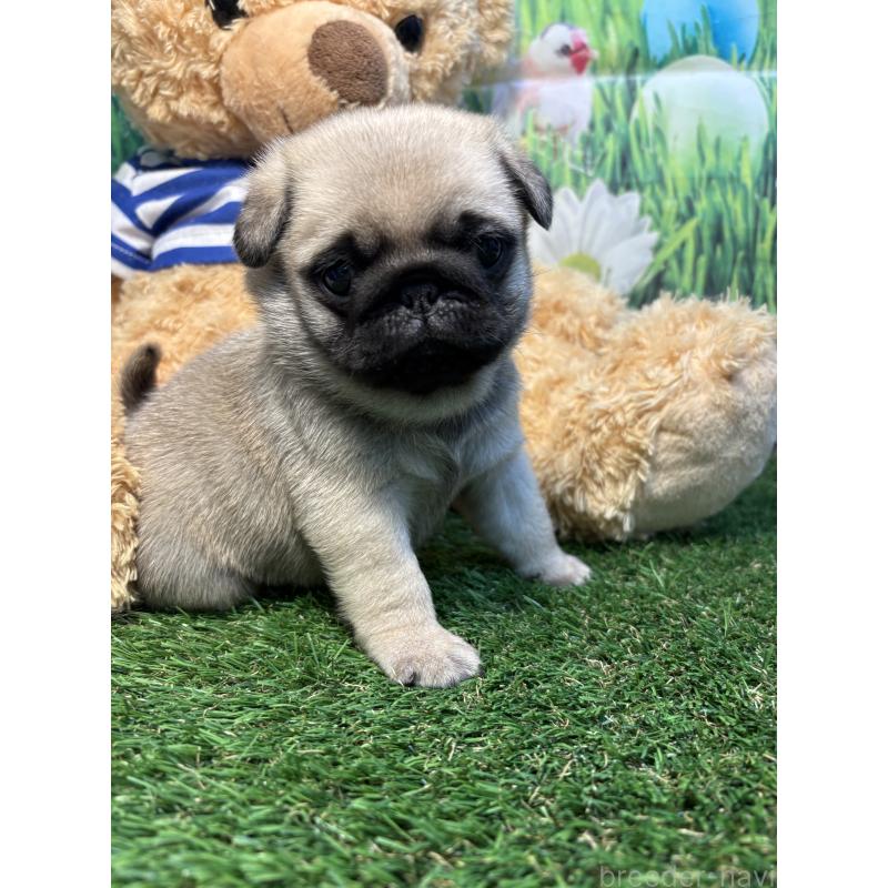 販売中の神奈川県のパグ-453960の4枚目