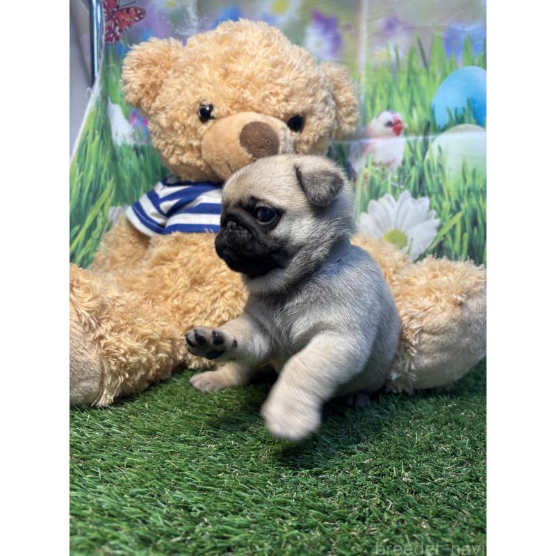 販売中の神奈川県のパグ-453960の3枚目