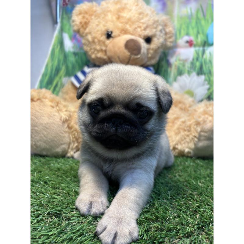 販売中の神奈川県のパグ-453960の2枚目