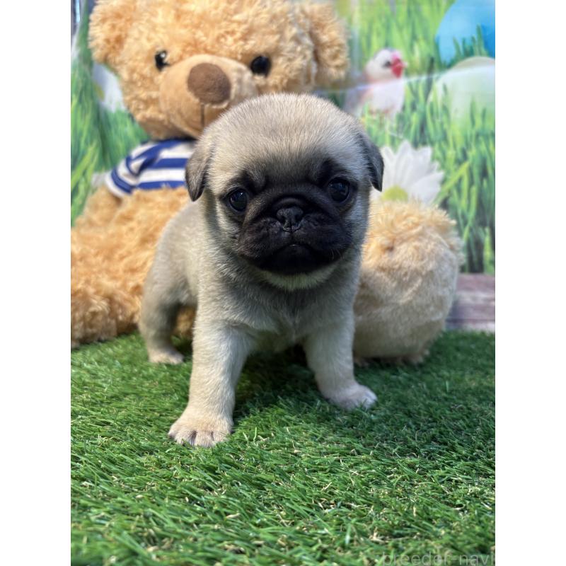 販売中の神奈川県のパグ-453961の4枚目