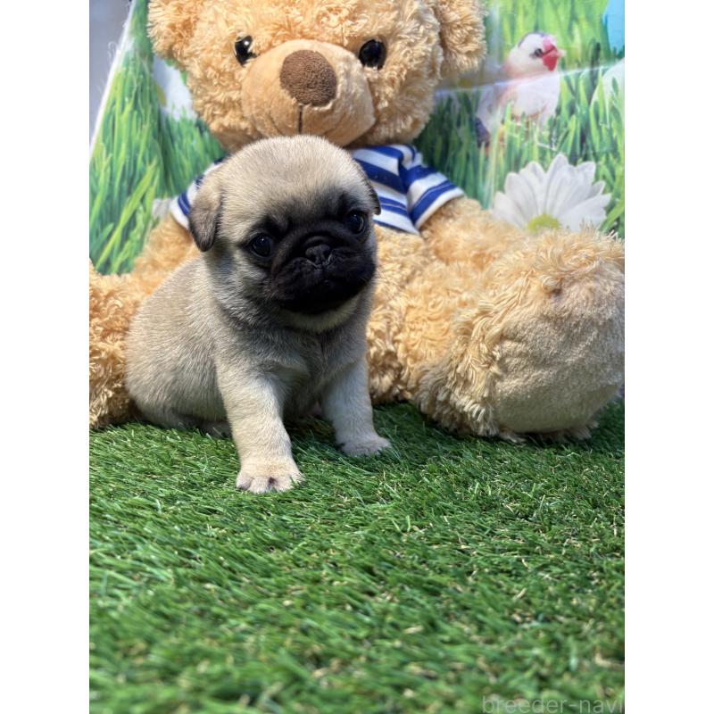 販売中の神奈川県のパグ-453961の3枚目