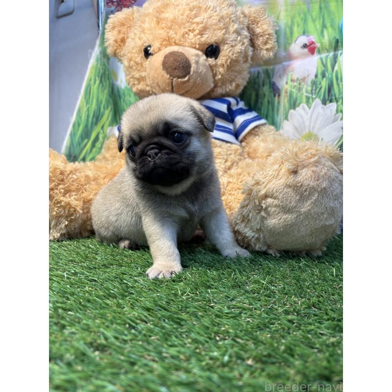 販売中の神奈川県のパグ-453961の2枚目