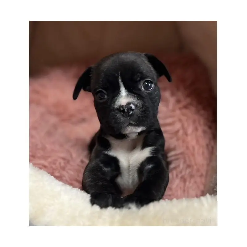 販売中の岩手県のフレンチブルドッグ-453963の5枚目