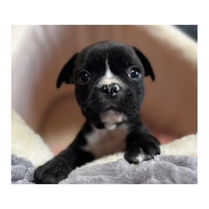 販売中の岩手県のフレンチブルドッグ-453963の4枚目