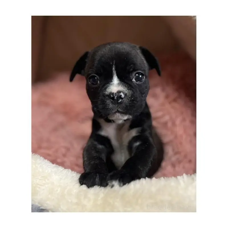 販売中の岩手県のフレンチブルドッグ-453963の2枚目