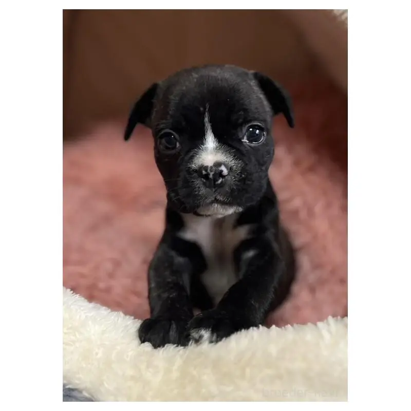 販売中の岩手県のフレンチブルドッグ-453963の3枚目