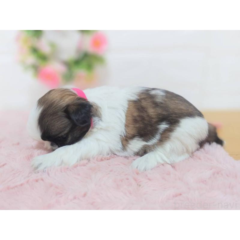 販売中の山形県のシーズー-453964の2枚目