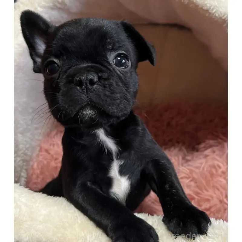 販売中の岩手県のフレンチブルドッグ-453965の4枚目