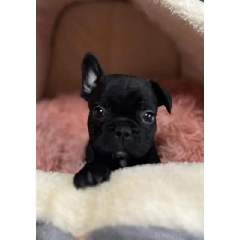 販売中の岩手県のフレンチブルドッグ-453965の5枚目