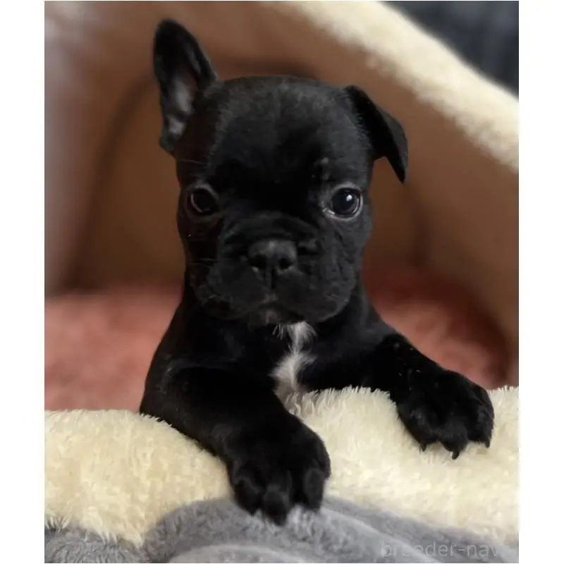 販売中の岩手県のフレンチブルドッグ-453965の3枚目
