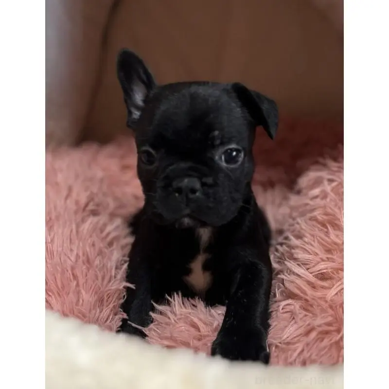 販売中の岩手県のフレンチブルドッグ-453965の2枚目