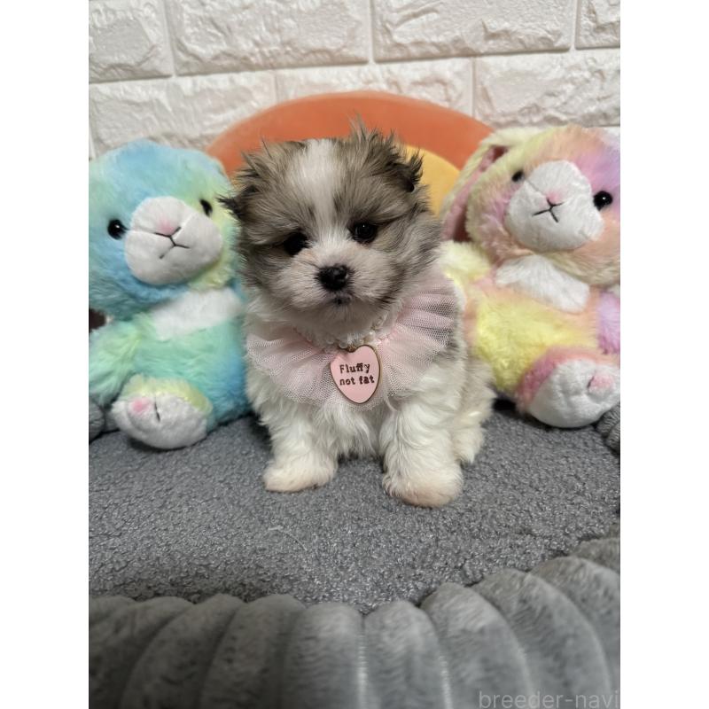 販売中の埼玉県のポメマル:ポメラニアン×マルチーズ-453967の4枚目