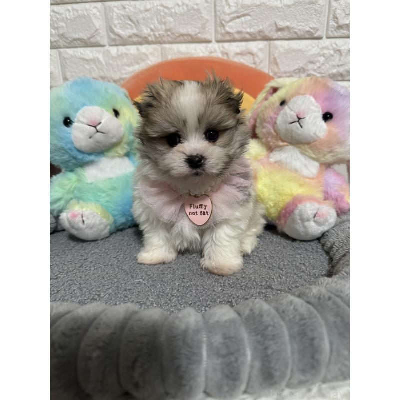 販売中の埼玉県のポメマル:ポメラニアン×マルチーズ-453967の3枚目