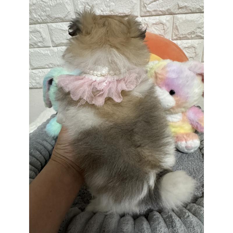 販売中の埼玉県のポメマル:ポメラニアン×マルチーズ-453967の2枚目