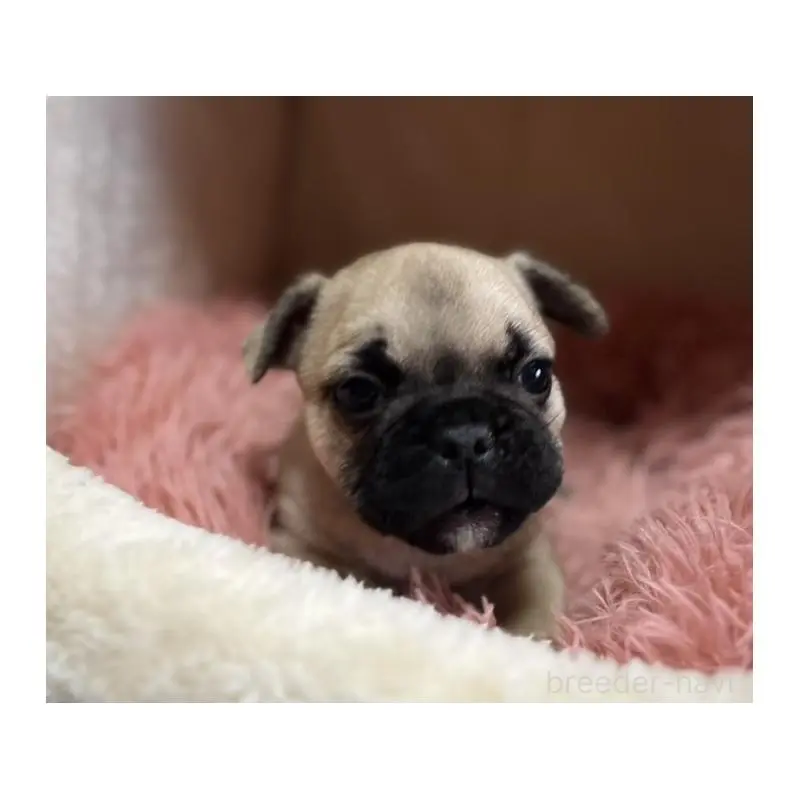 販売中の岩手県のフレンチブルドッグ-453966の5枚目