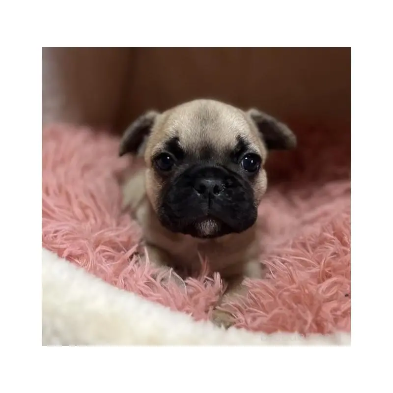 販売中の岩手県のフレンチブルドッグ-453966の4枚目