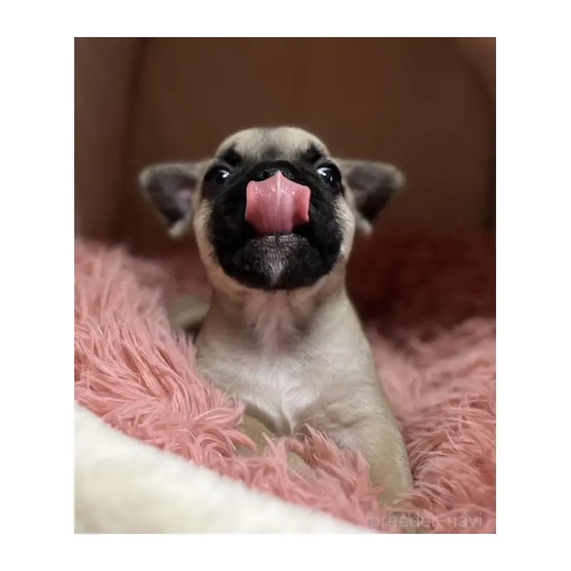 販売中の岩手県のフレンチブルドッグ-453966の3枚目