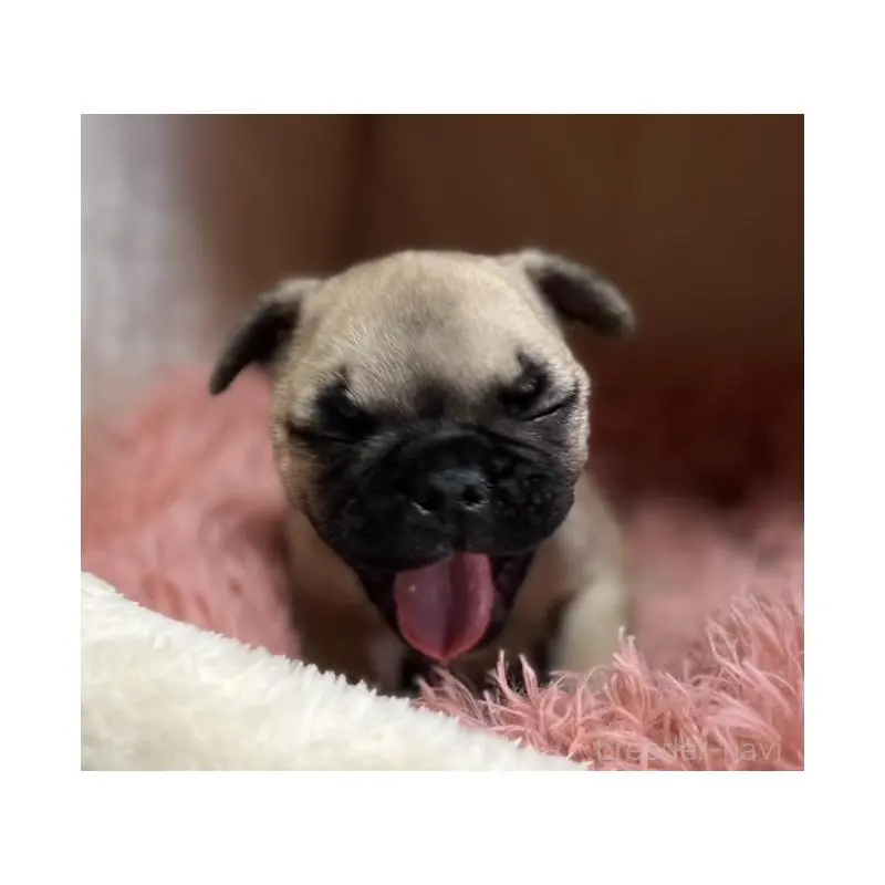 販売中の岩手県のフレンチブルドッグ-453966の2枚目