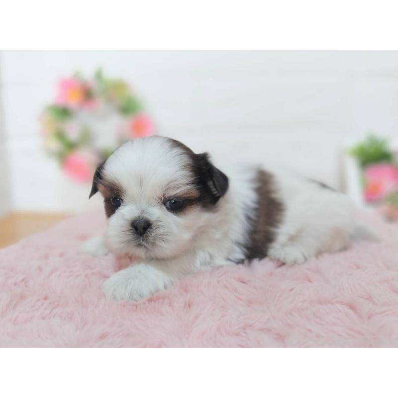 販売中の山形県のシーズー-453968の3枚目