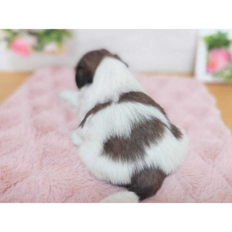 販売中の山形県のシーズー-453968の2枚目