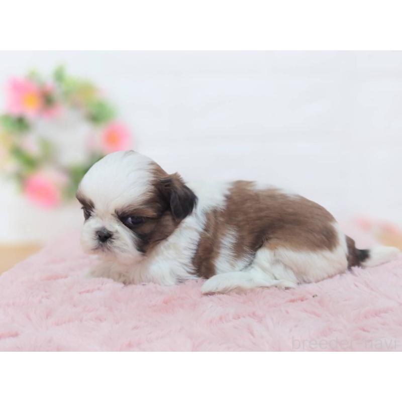 販売中の山形県のシーズー-453970の3枚目