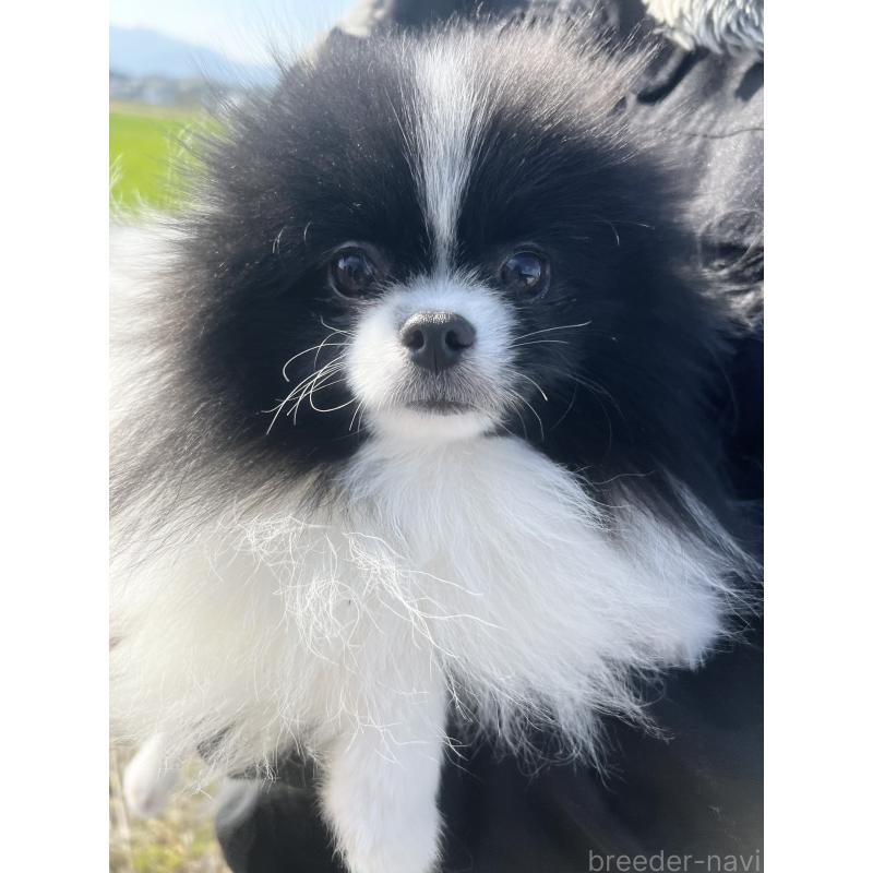 販売中の三重県のポメラニアン-453971