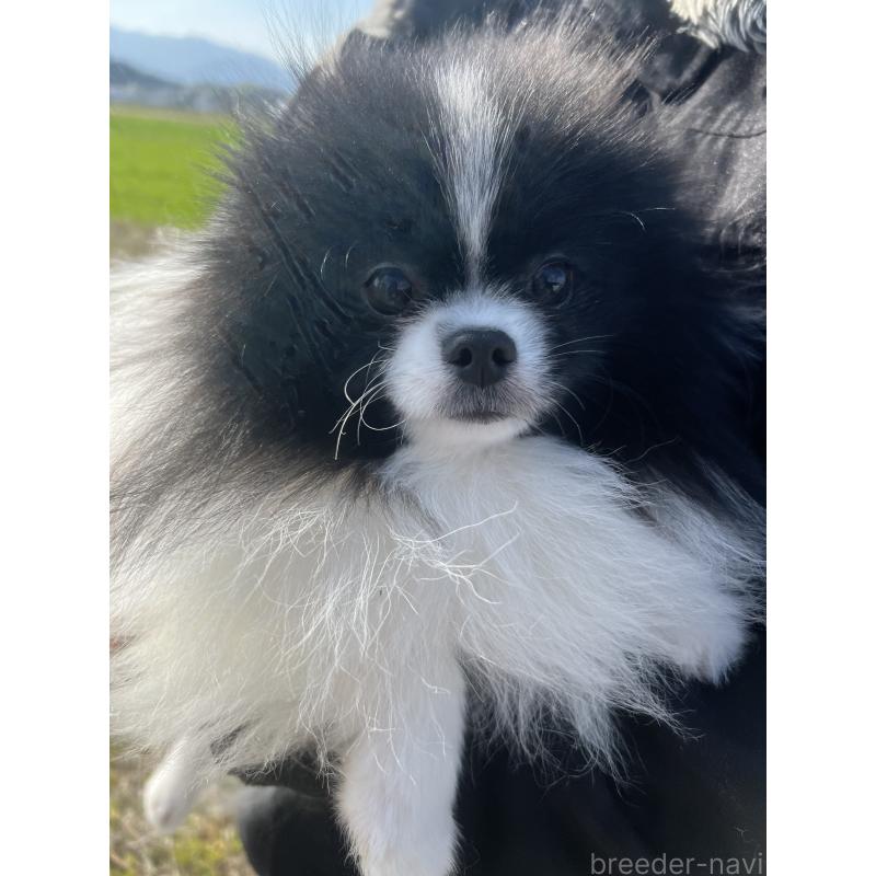 販売中の三重県のポメラニアン-453971の7枚目