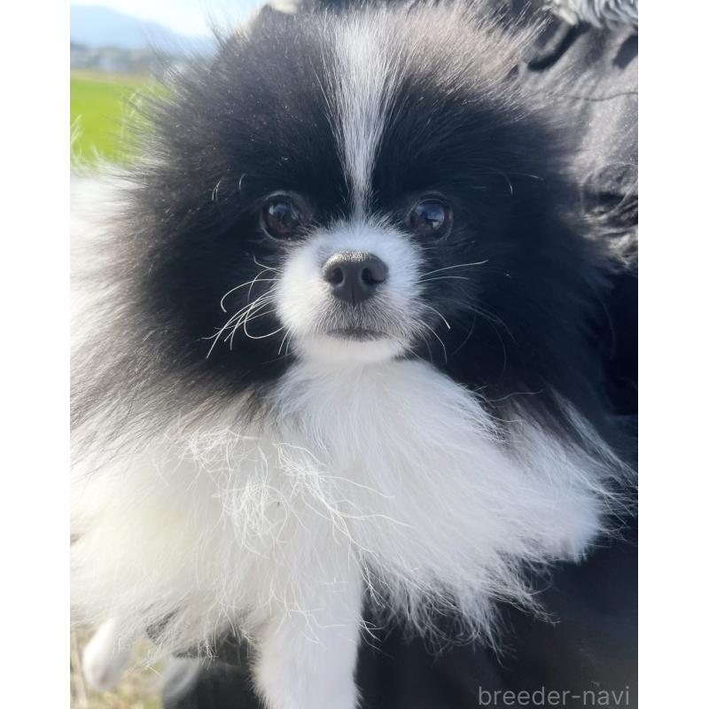 販売中の三重県のポメラニアン-453971の6枚目