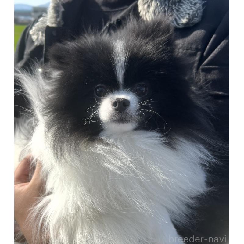 販売中の三重県のポメラニアン-453971の5枚目