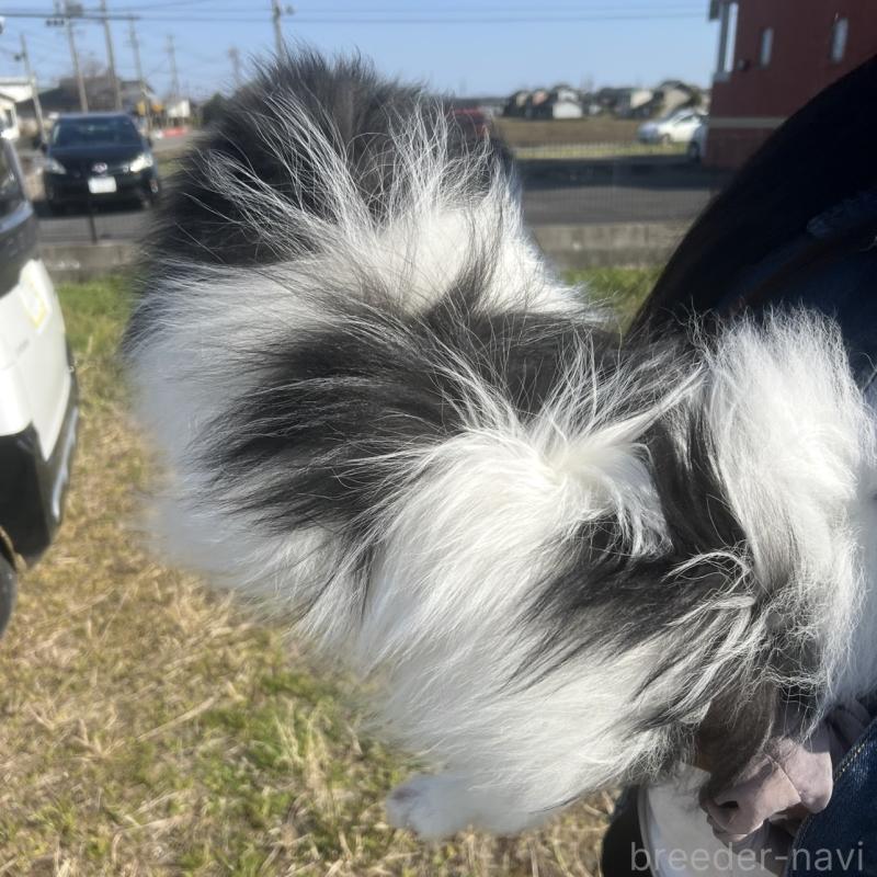 販売中の三重県のポメラニアン-453971の3枚目