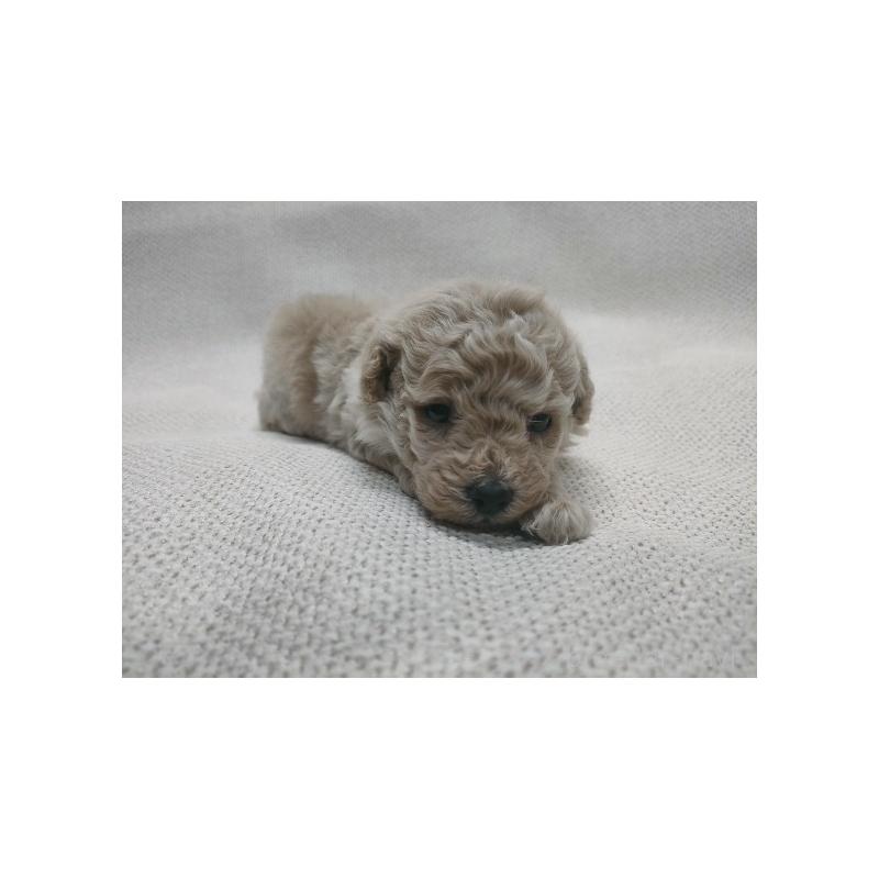 販売中の群馬県のトイプードル-453972の5枚目