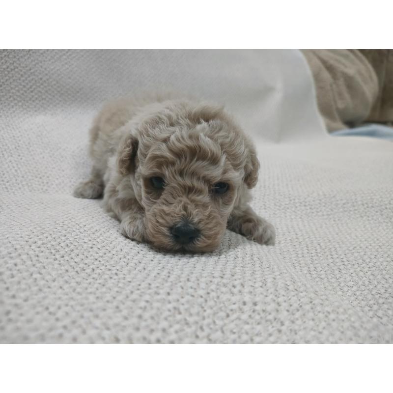 販売中の群馬県のトイプードル-453972の4枚目