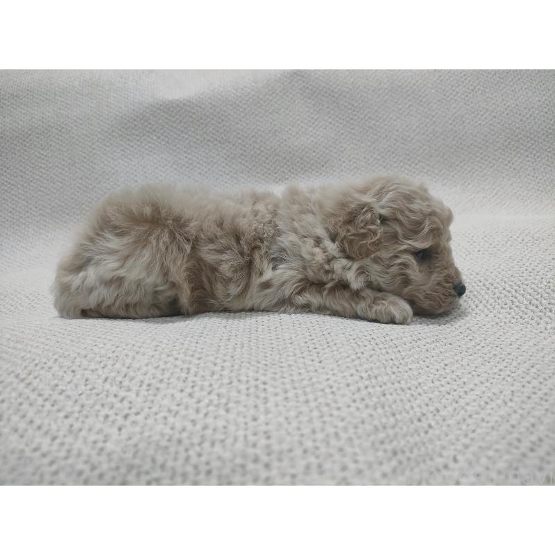 販売中の群馬県のトイプードル-453972の3枚目