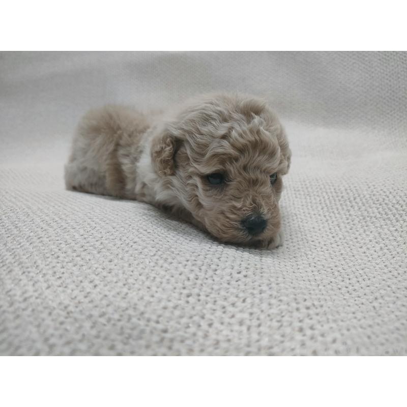 販売中の群馬県のトイプードル-453972の2枚目