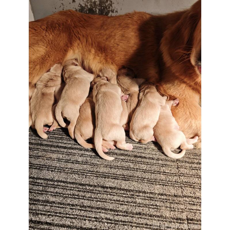 販売中の静岡県のゴールデンレトリーバー-453973の6枚目