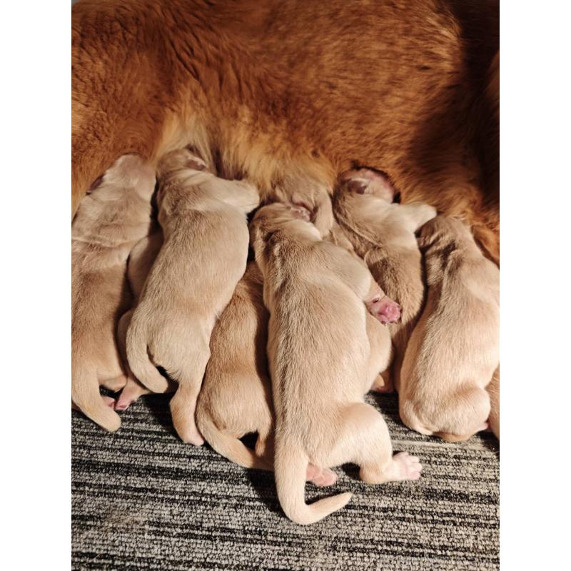 販売中の静岡県のゴールデンレトリーバー-453973の4枚目