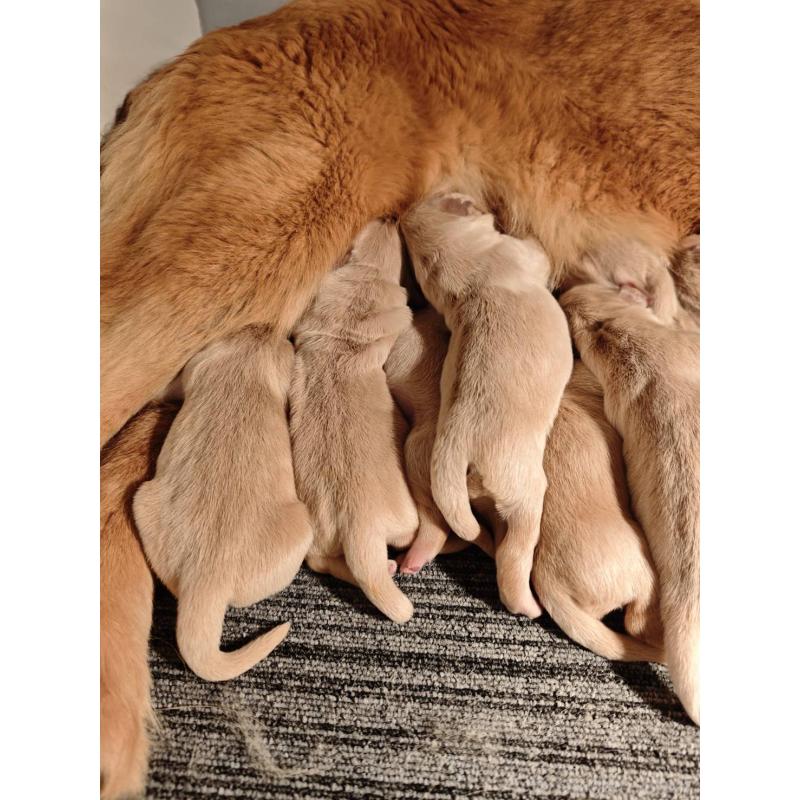 販売中の静岡県のゴールデンレトリーバー-453974の7枚目