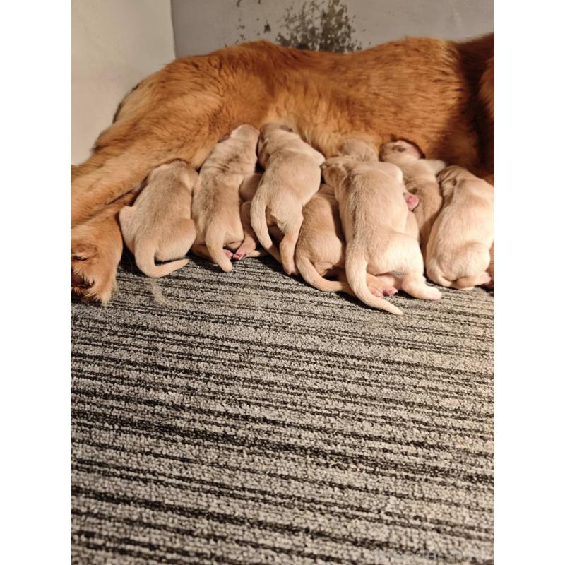 販売中の静岡県のゴールデンレトリーバー-453974の5枚目