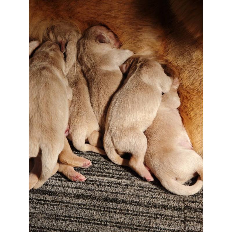 販売中の静岡県のゴールデンレトリーバー-453975の5枚目