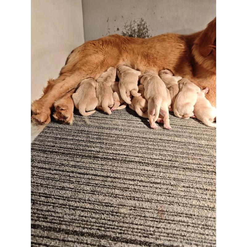 販売中の静岡県のゴールデンレトリーバー-453975の2枚目