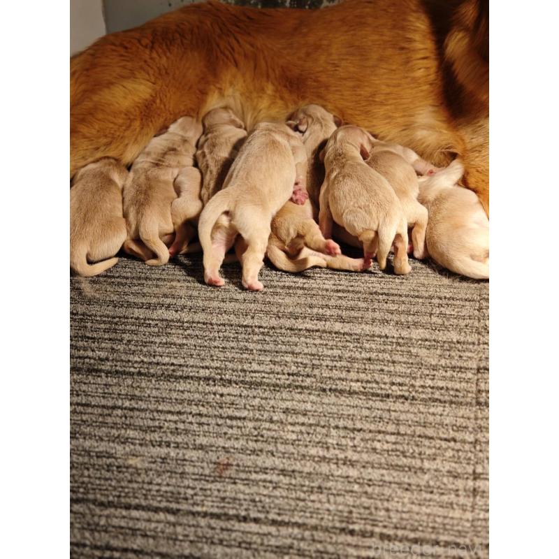 販売中の静岡県のゴールデンレトリーバー-453976の6枚目