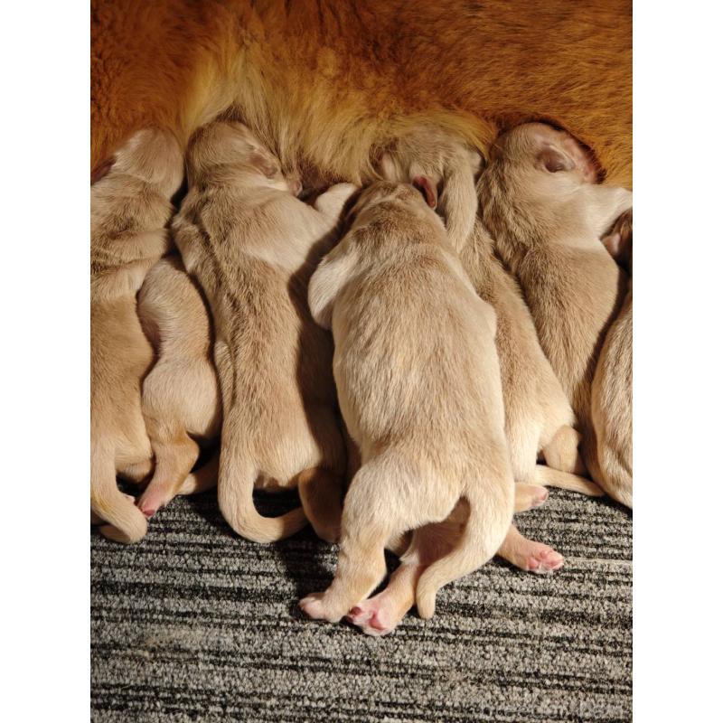 販売中の静岡県のゴールデンレトリーバー-453976の5枚目