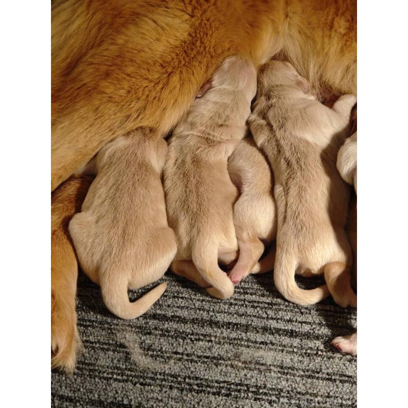 販売中の静岡県のゴールデンレトリーバー-453976の4枚目