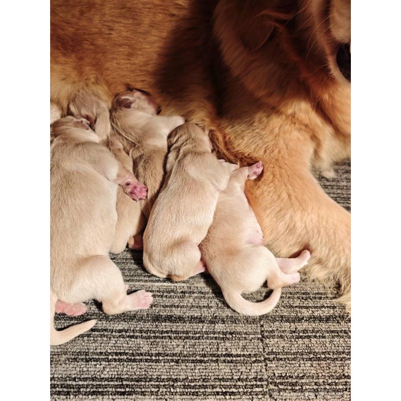 販売中の静岡県のゴールデンレトリーバー-453977の2枚目