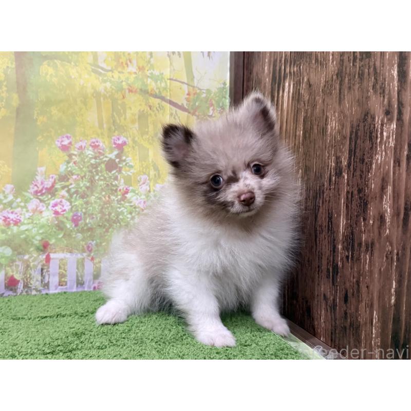 販売中の埼玉県のポメラニアン-444555の5枚目