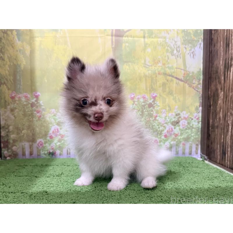 販売中の埼玉県のポメラニアン-444555の4枚目