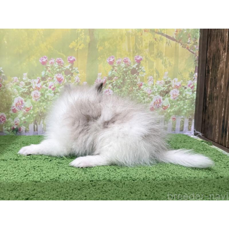 販売中の埼玉県のポメラニアン-444555の3枚目