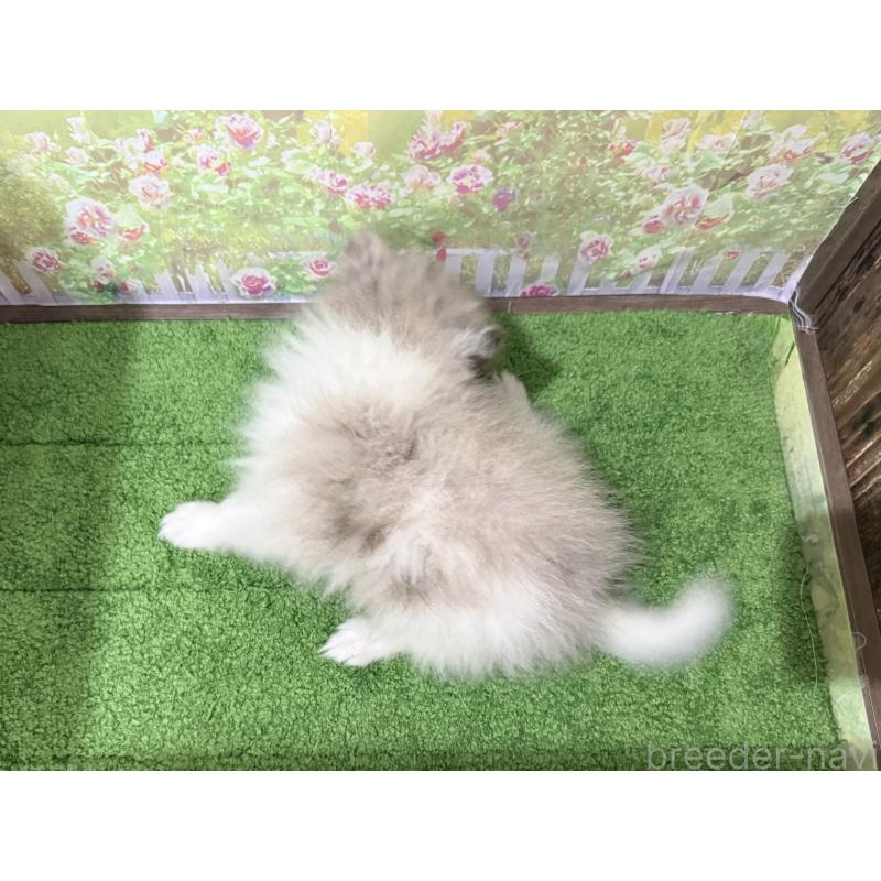 販売中の埼玉県のポメラニアン-444555の2枚目